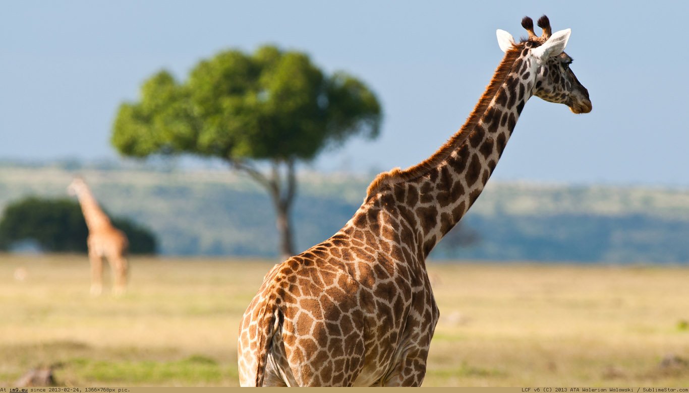 Giraffe Wallpaper 1366X768 (3) (in Animals Wallpapers 1366x768)