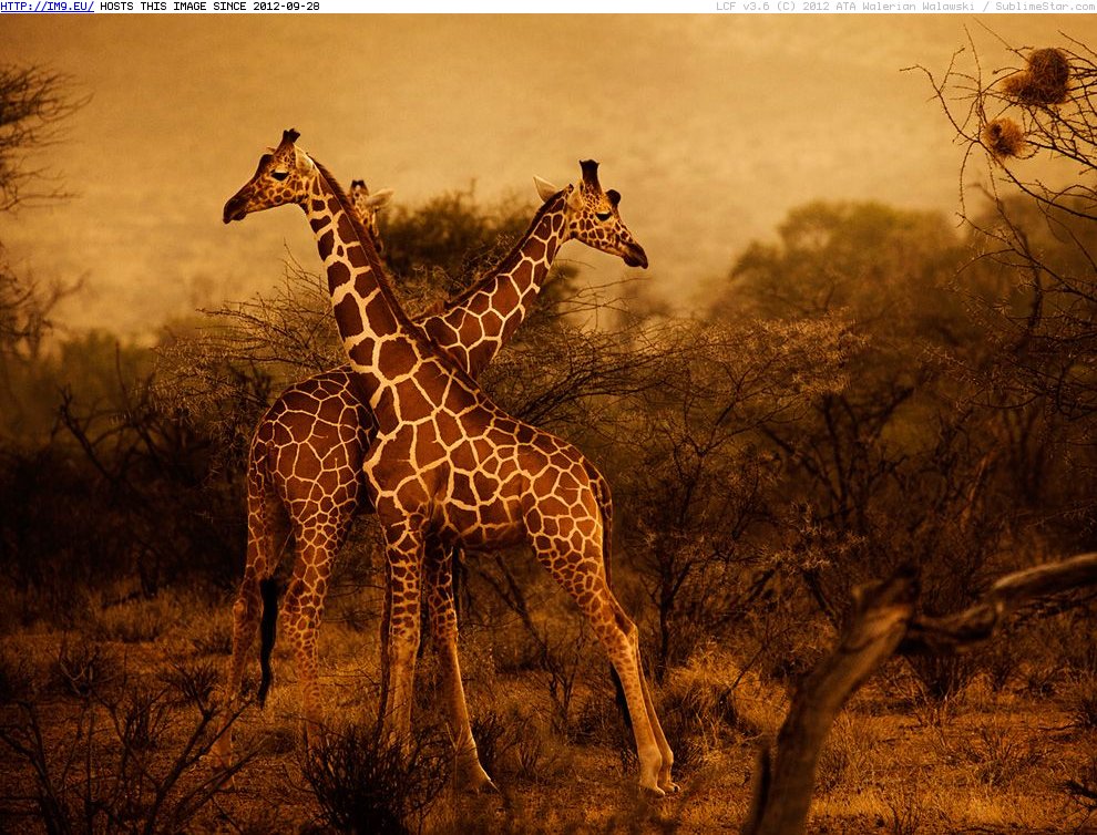 Giraffes Herd Kenya 990x742 - NG Animals (in Random images)