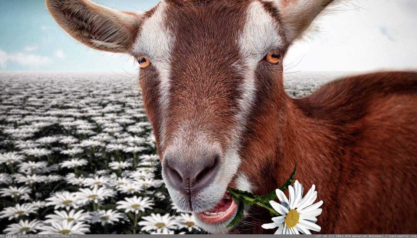 Goat Wallpaper 1366X768 (in Animals Wallpapers 1366x768)