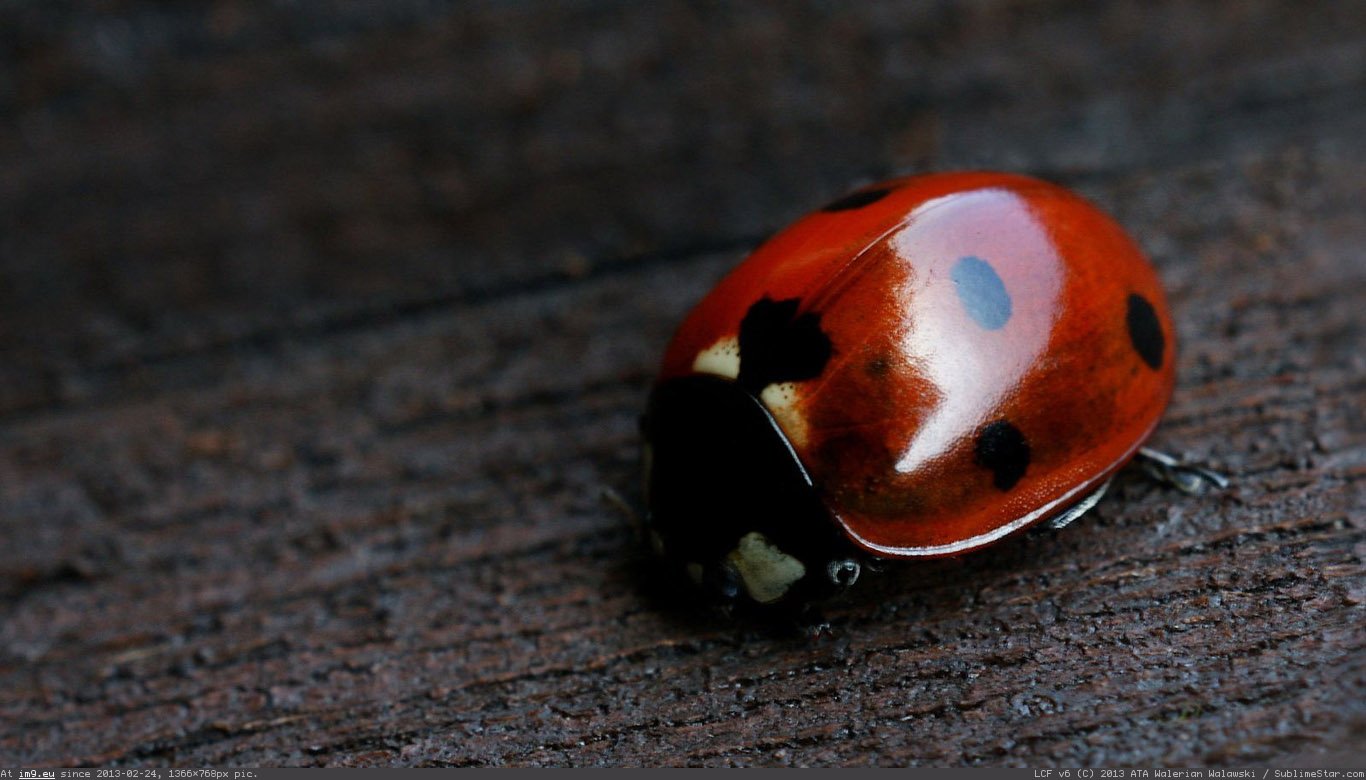 God Ladybird Wallpaper 1366X768 (2) (in Animals Wallpapers 1366x768)