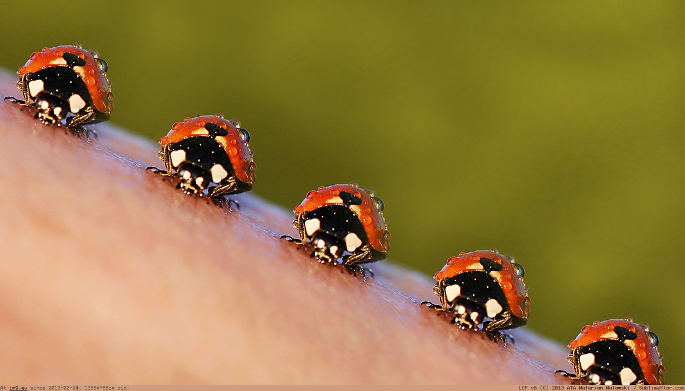 God Ladybird Wallpaper 1366X768 (4) (in Animals Wallpapers 1366x768)