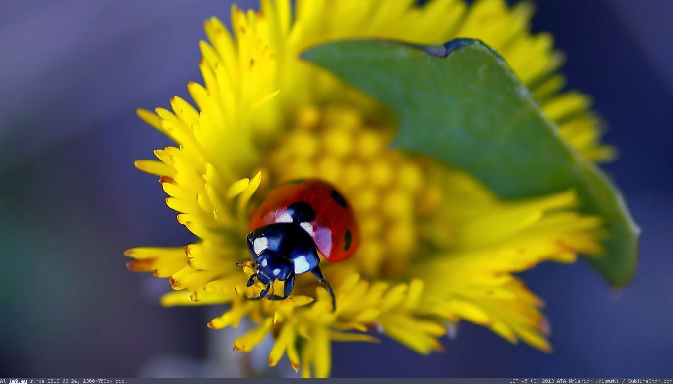 God Ladybird Wallpaper 1366X768 (in Animals Wallpapers 1366x768)