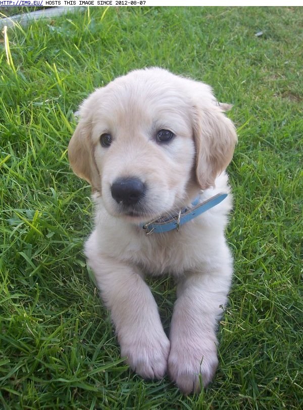 Golden Retriever pup (in Cute Puppies)