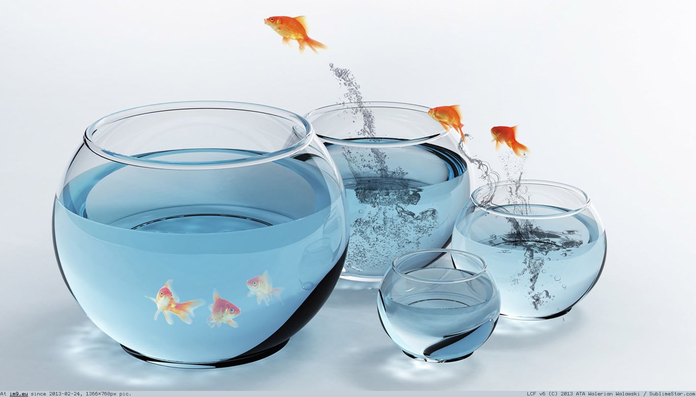 Goldfish Wallpaper 1366X768 (2) (in Animals Wallpapers 1366x768)