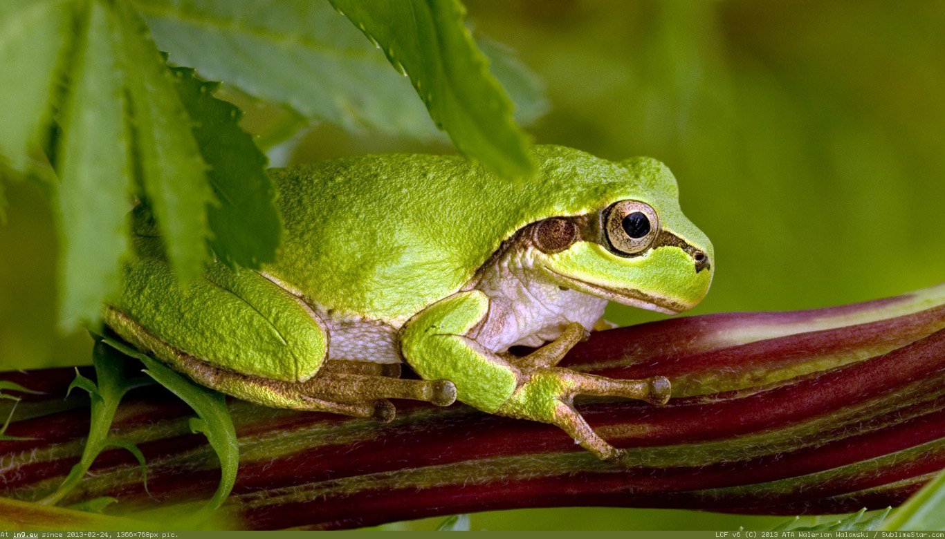 Green Frog Wallpaper 1366X768 (in Animals Wallpapers 1366x768)