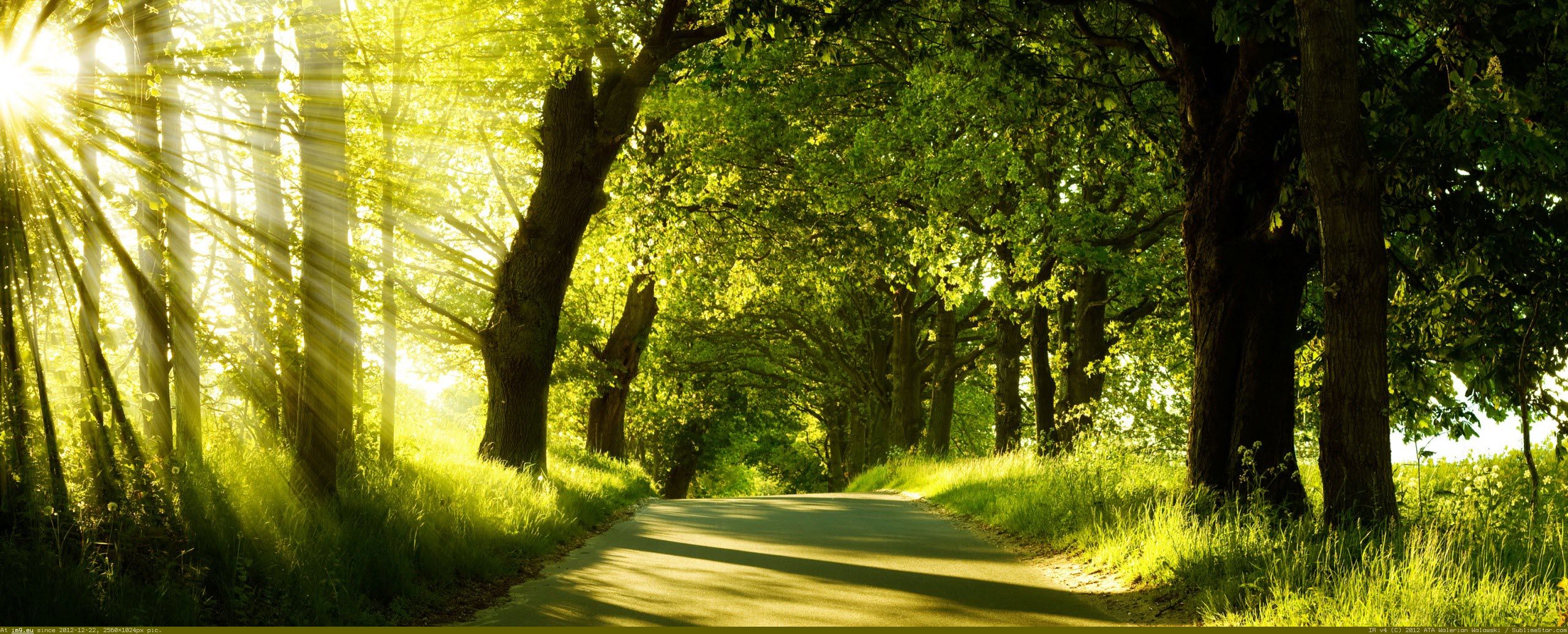 green nature hd wallpaper widescreen