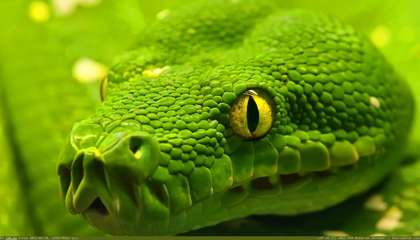 Green Snake Wallpaper 1366X768 (in Animals Wallpapers 1366x768)