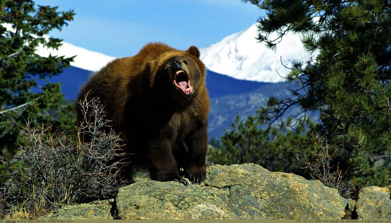Grizzly Bear Wallpaper 1366X768 (in Animals Wallpapers 1366x768)