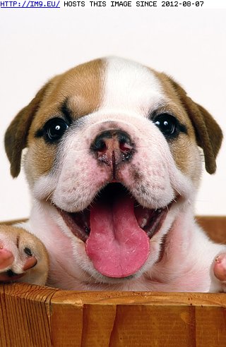 Happy Puppy - cute iPhone wallpaper (in Cute Puppies)