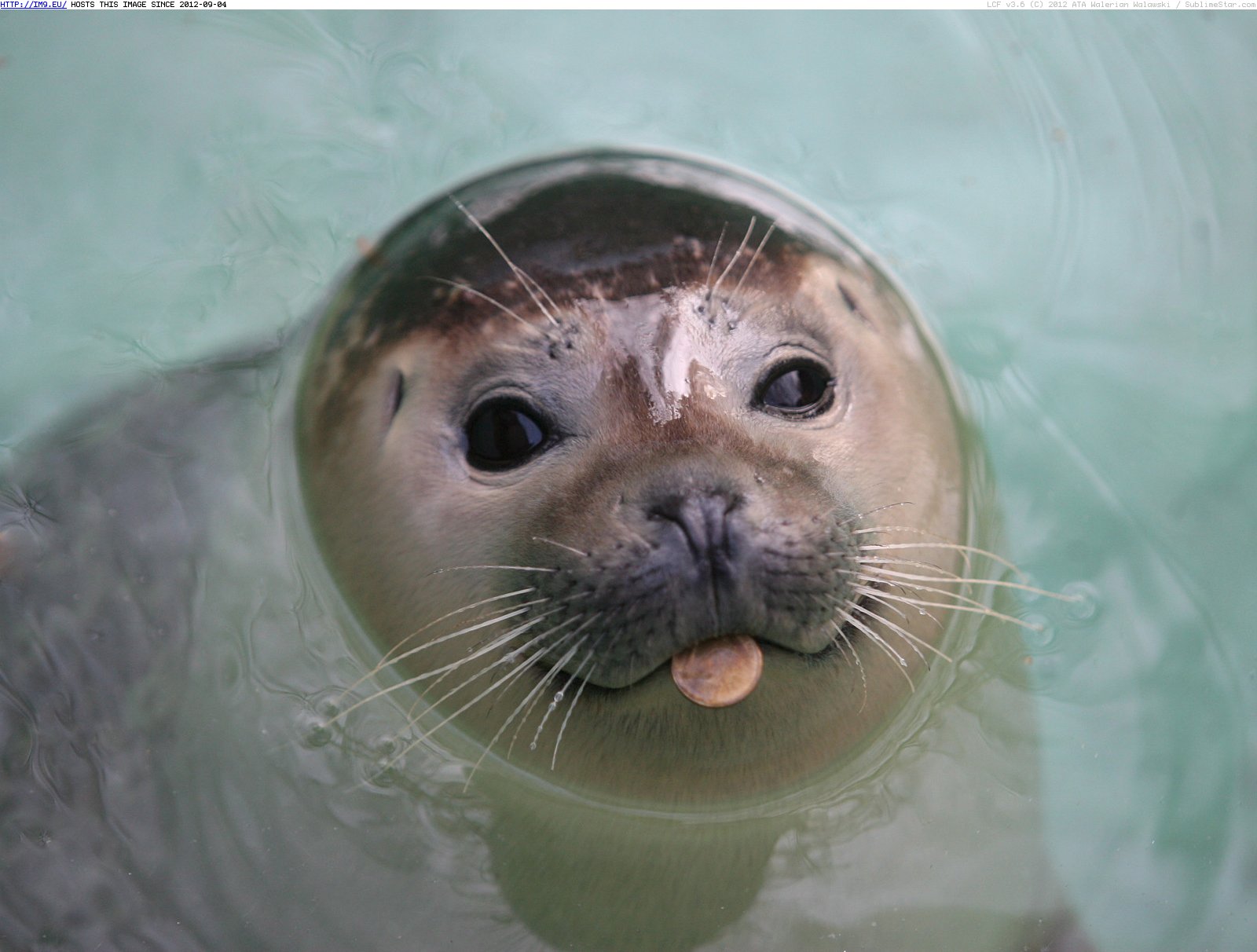 Pic. #Seal #Zoo #Belgrade #Harbor #Serbia, 191676B – Beautiful photos and  wallpapers