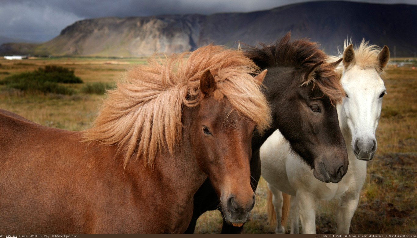 Hobbyhorse Wallpaper 1366X768 (in Animals Wallpapers 1366x768)