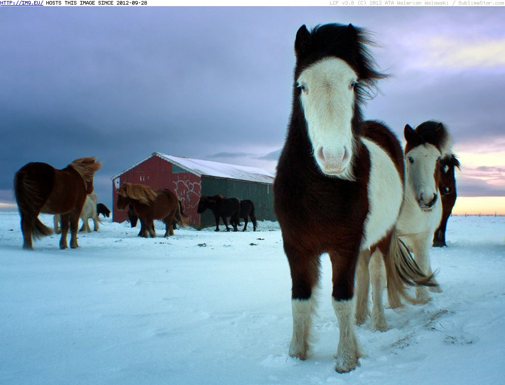 Horses Southern Iceland 990x742 - NG Animals (in Random images)