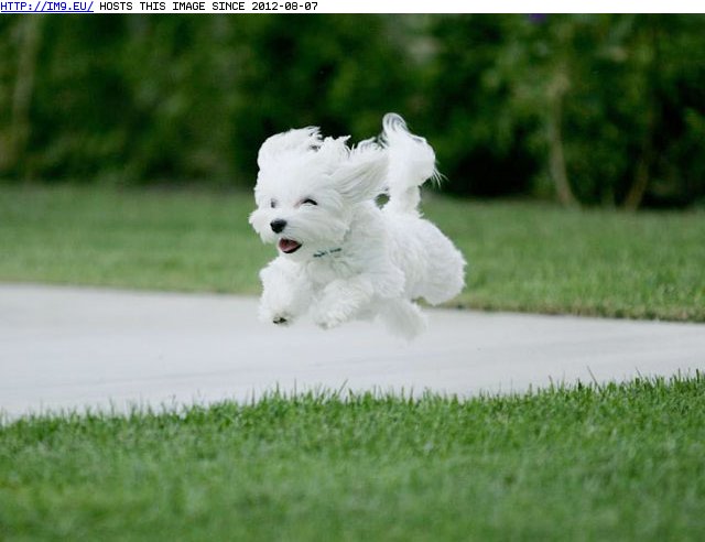 Joyful puppy running (in Cute Puppies)
