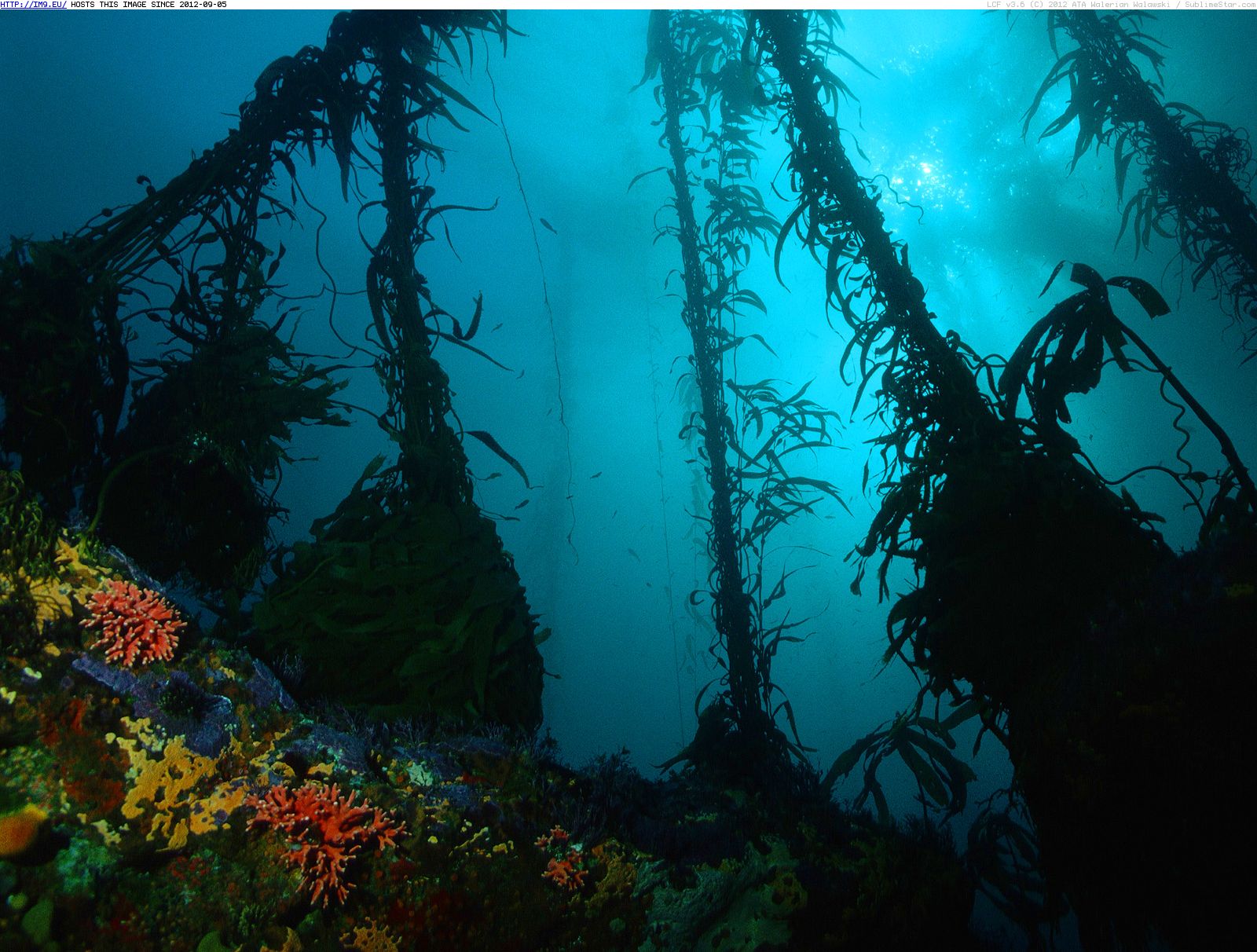 Kelp Forests