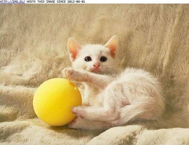 kitten-178 (in Cute cats & kittens)