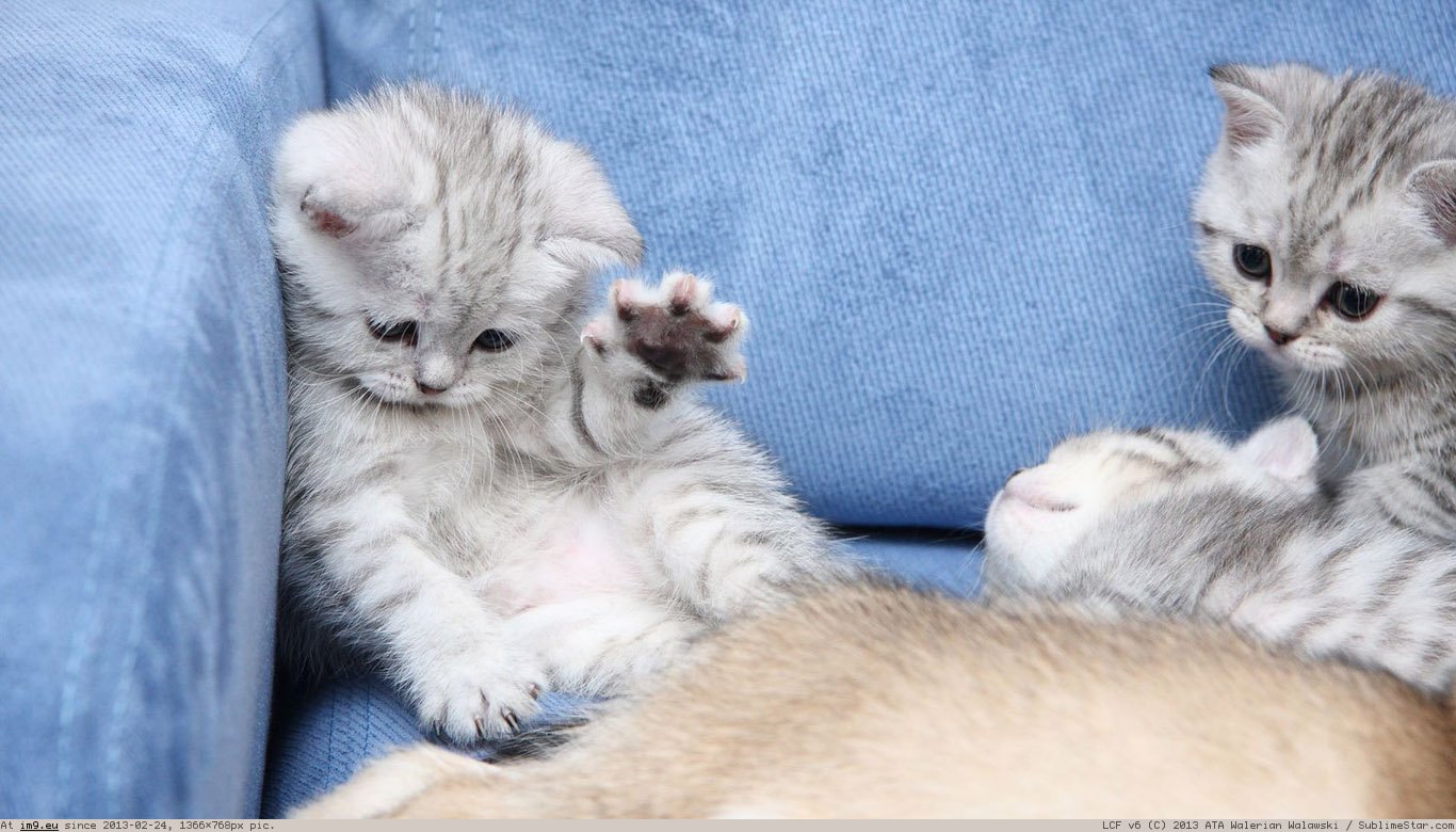 Kittens Wallpaper 1366X768 (in Cats and Kitten Wallpapers 1366x768)