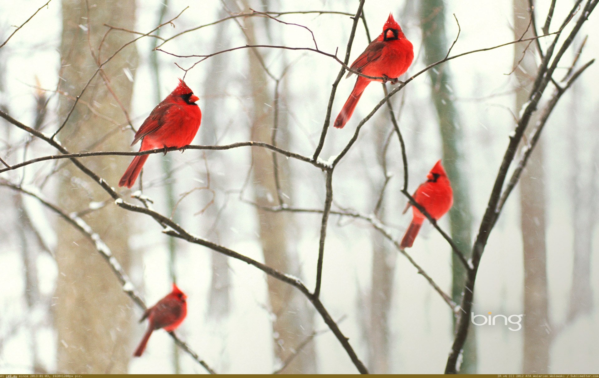 northern cardinal wallpaper