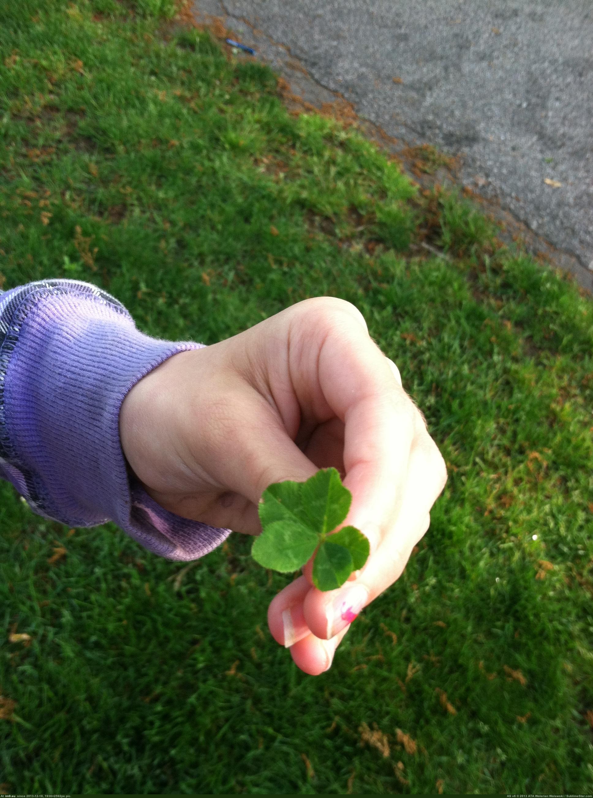 Found a four leaf clover today. : r/mildlyinteresting