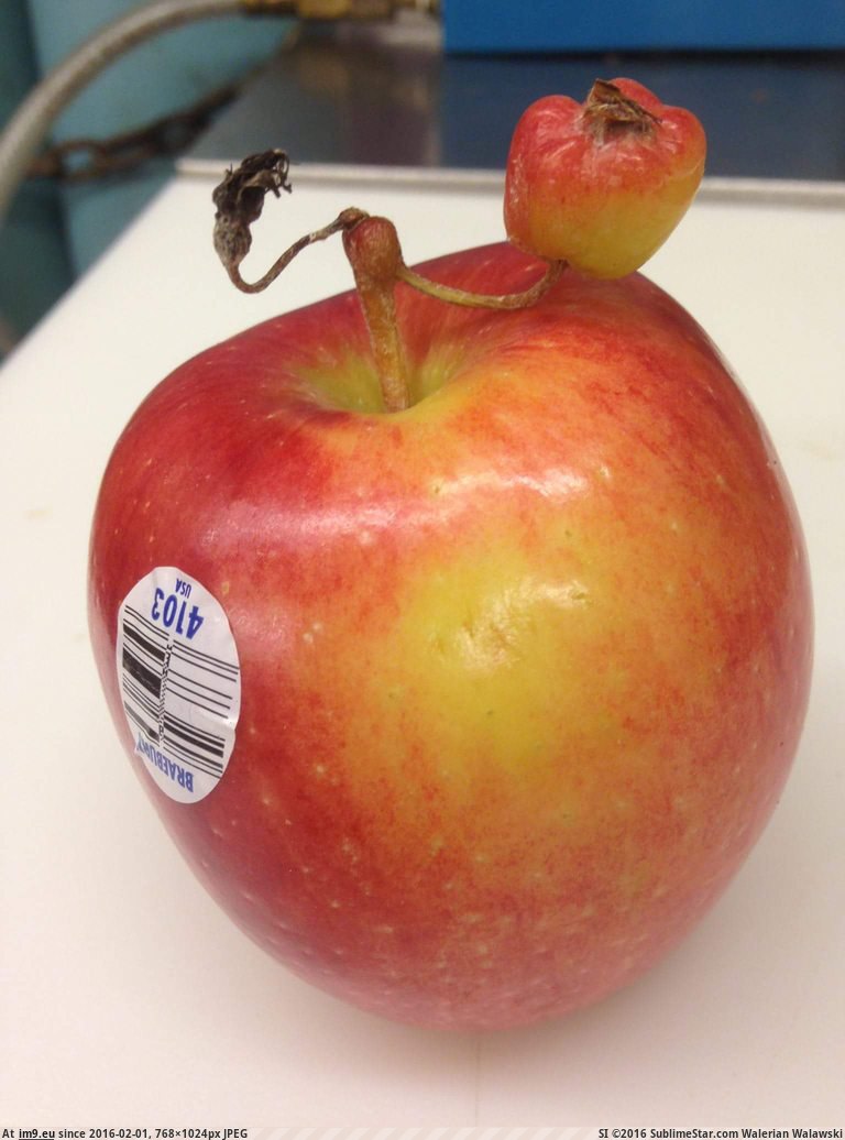 [Mildlyinteresting] My apple had a runt conjoined to it (in My r/MILDLYINTERESTING favs)