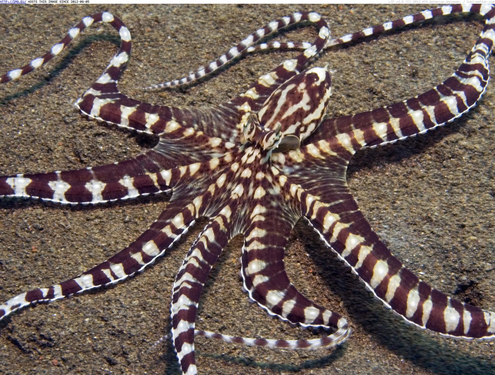 Indonesian Mimic Octopus