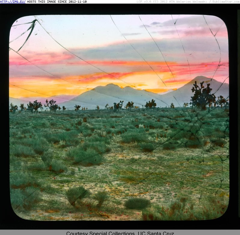 Mojave Desert, California - landscape at sunset with Joshua trees (Yucca brevifolia) and mountains (1920-1940).1306 (in Branson DeCou Stock Images)