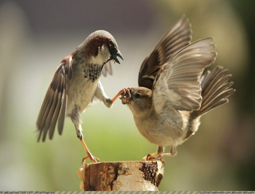 Muzzled house sparrow (Wallpaper) (in KDE PasteBin)