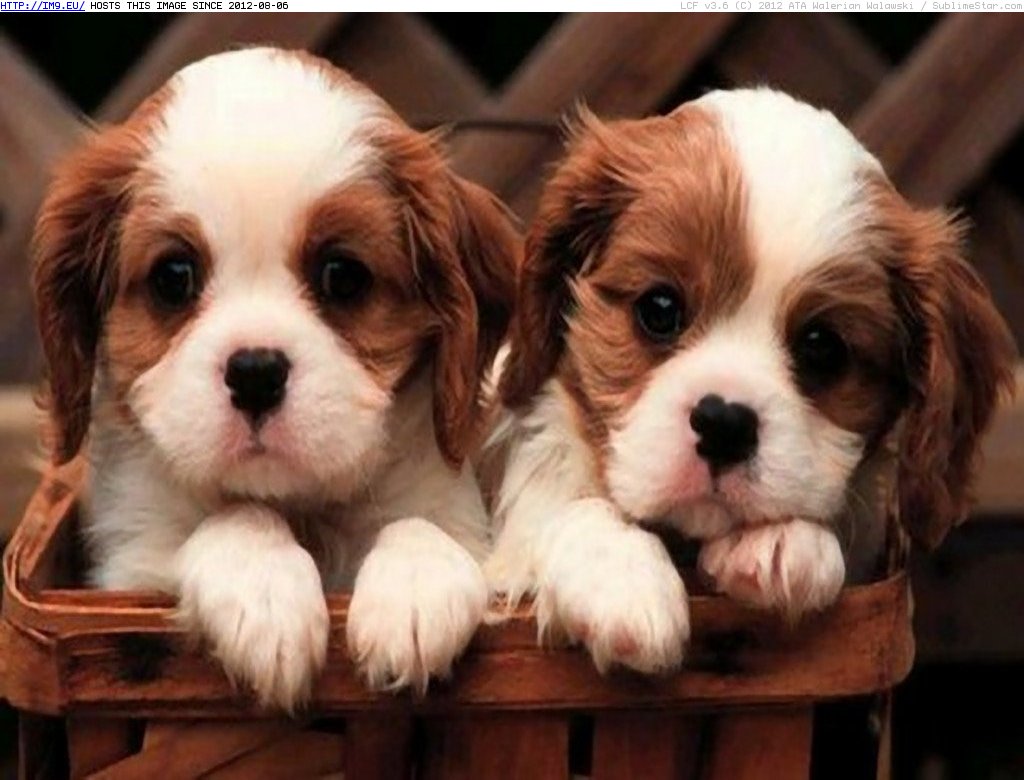 My Two Puppies in a box - are we Cute? (in Cute Puppies)