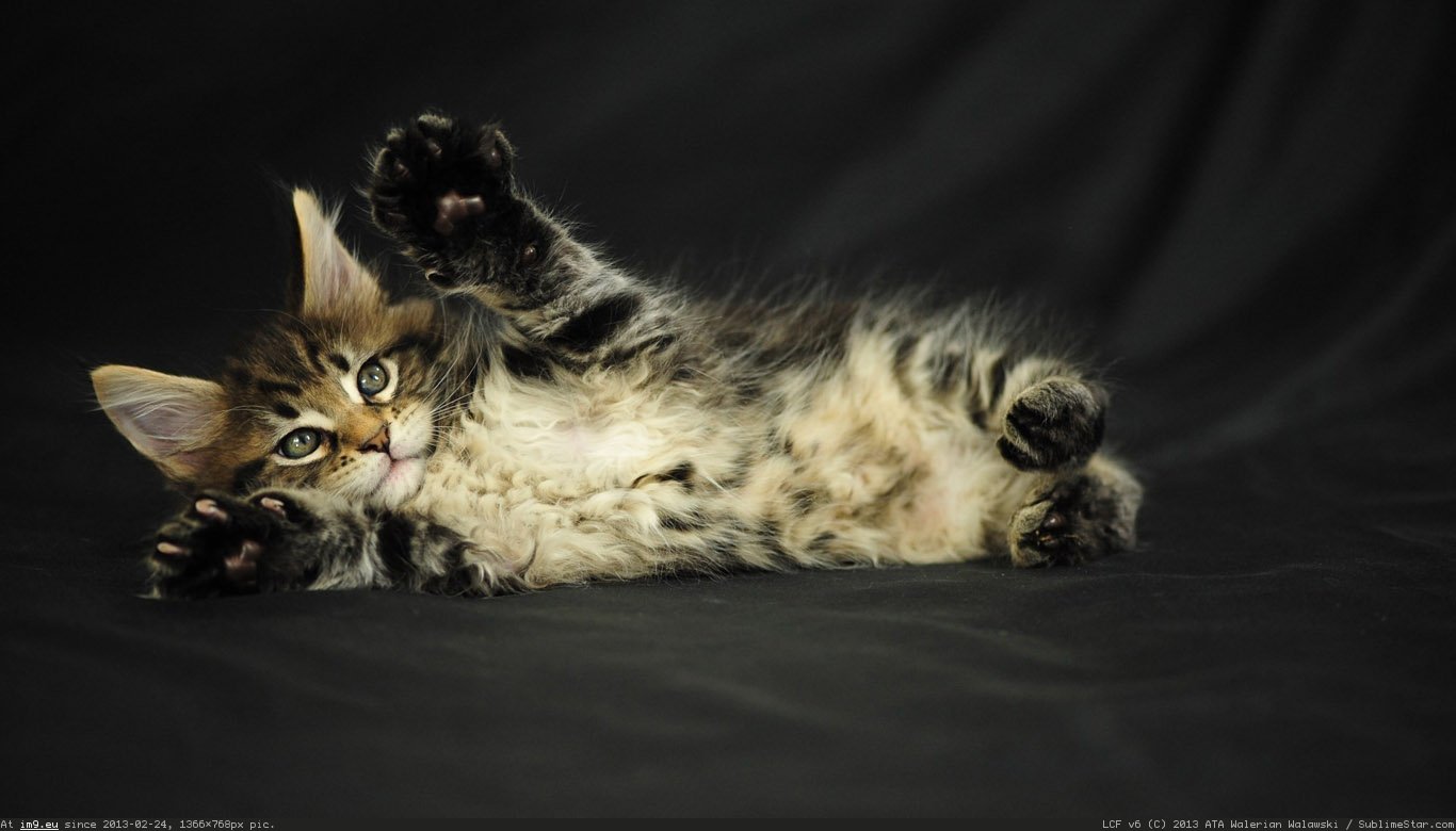 Paws Up Wallpaper 1366X768 (in Cats and Kitten Wallpapers 1366x768)