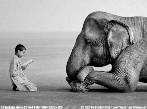 [Pics] A Boy Reading To An Elephant (in My r/PICS favs)