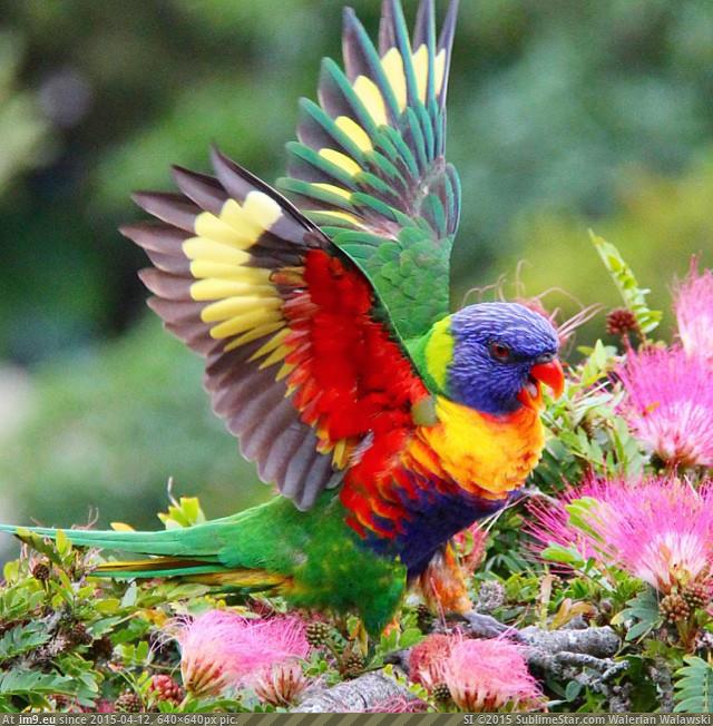 [Pics] A Rainbow Lorikeet, found in coastal regions across northern and eastern Australia. (in My r/PICS favs)