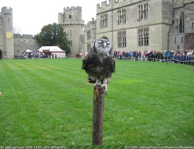 [Pics] Britain’s smuggest owl. (in My r/PICS favs)