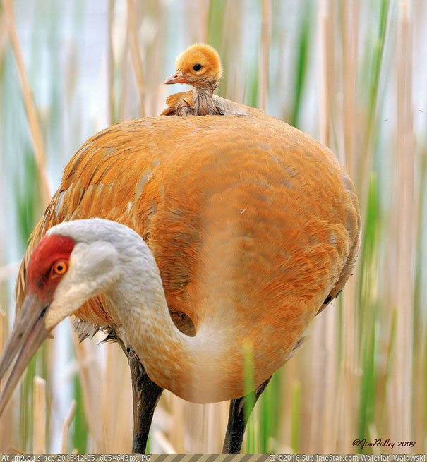 [Pics] Crane Chick (in My r/PICS favs)