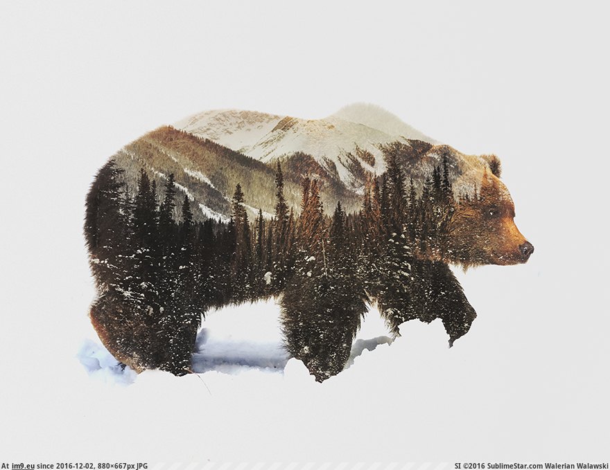 [Pics] Double exposure Grizzly Bear (in My r/PICS favs)