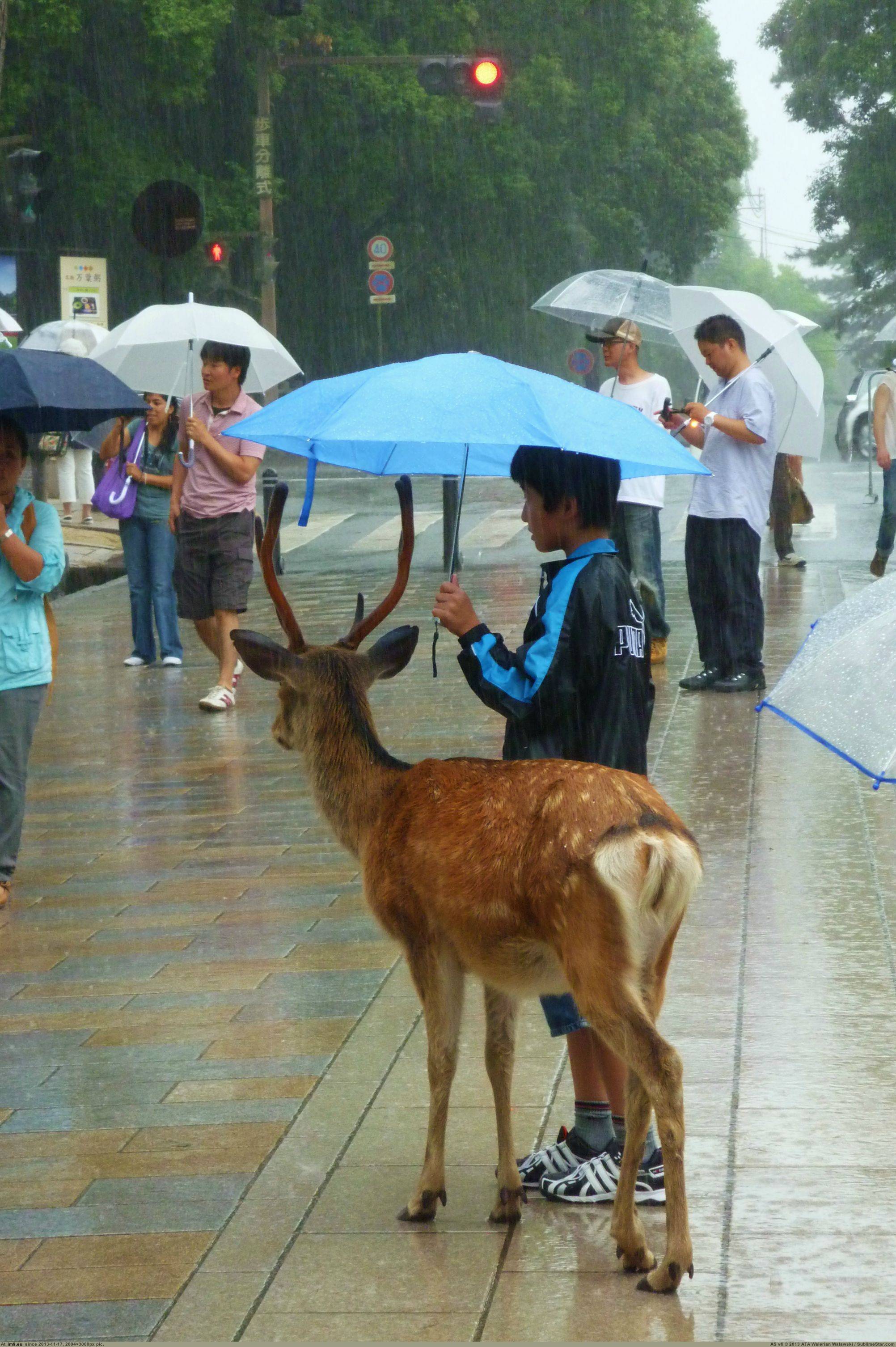 Pic. #Park #Japan #Shelter #Nara #Giving #Rain, 671597B – My r/PICS favs