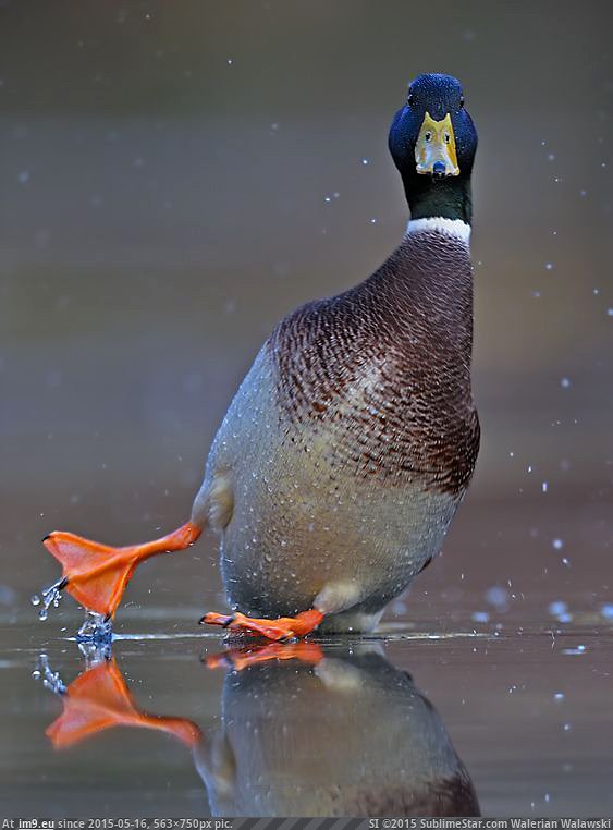 [Pics] Mid-skid duck (in My r/PICS favs)