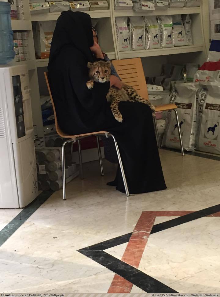 [Pics] My friend took her dog to the vet in Dubai and this was in the waiting room (in My r/PICS favs)