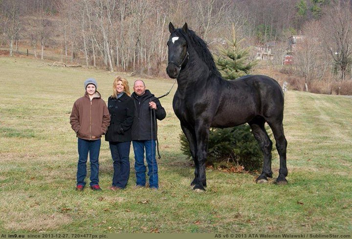 Pic. #High #World #Now #Champion #Supreme #Percheron #Hands #Horse