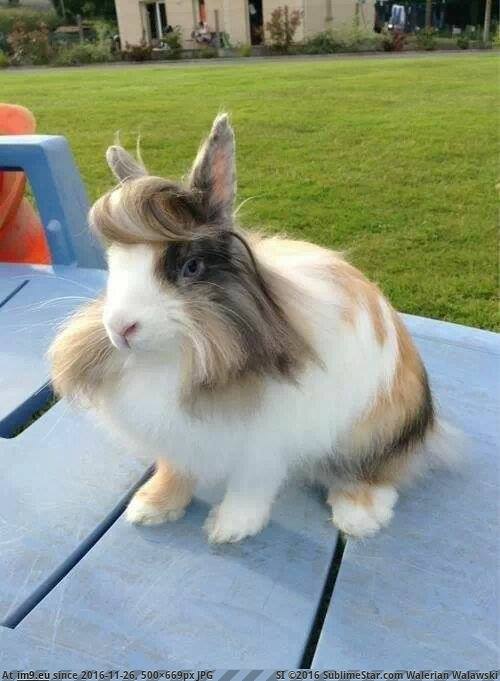 [Pics] Trump Rabbit (in My r/PICS favs)