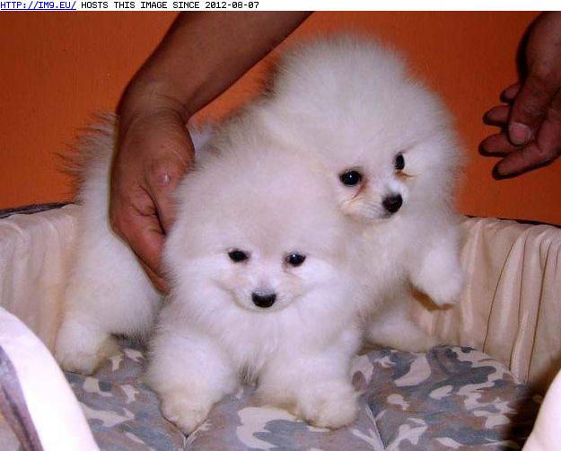 Pomeranian Puppies (in Cute Puppies)