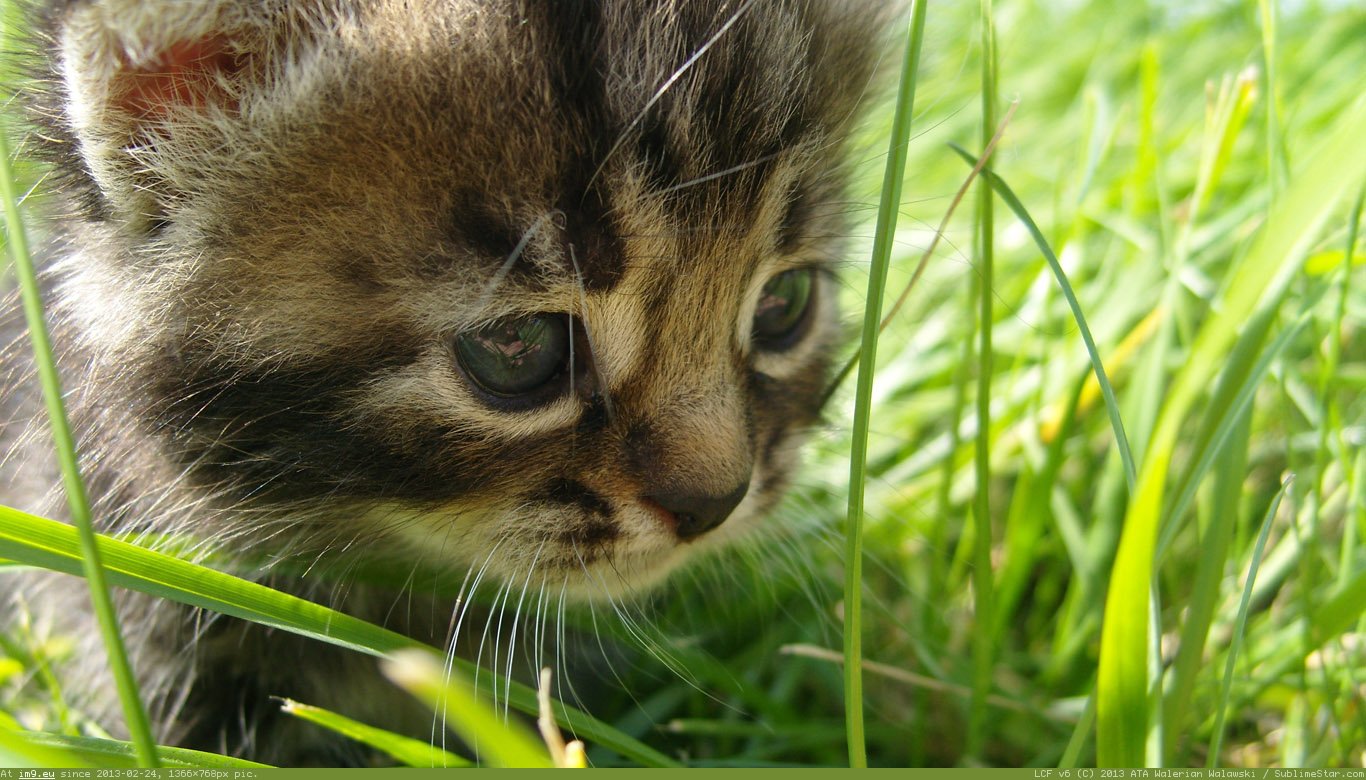 Progulka Po Trave Wallpaper 1366X768 (in Cats and Kitten Wallpapers 1366x768)