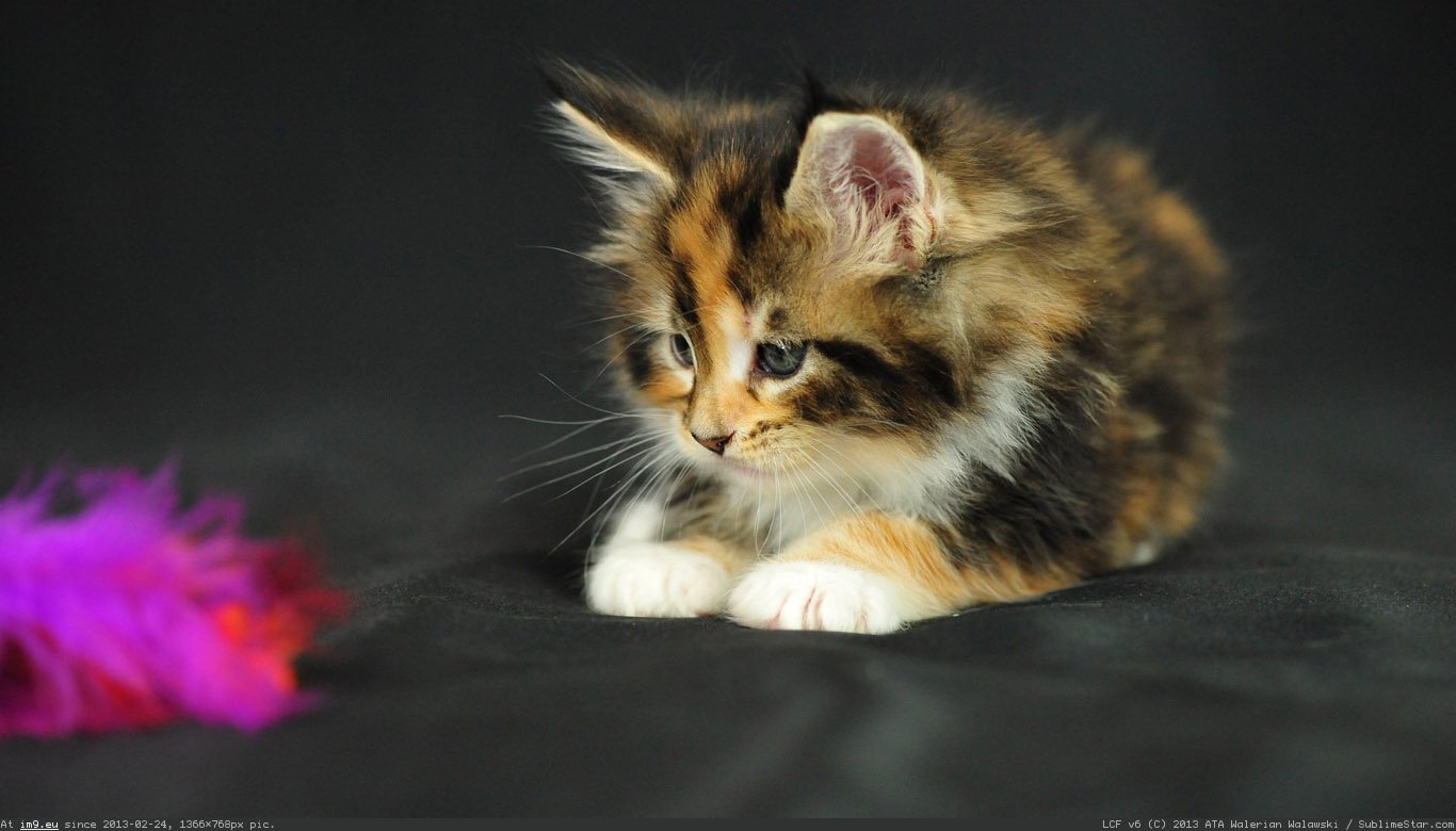 Pushistiy Kotenok Oboi 1366X768 (in Cats and Kitten Wallpapers 1366x768)