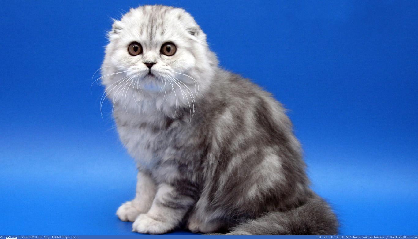 Scottish Fold Wallpaper 1366X768 (in Cats and Kitten Wallpapers 1366x768)