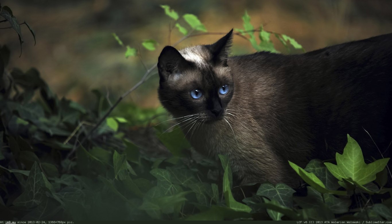 Siamese Cat Wallpaper 1366X768 (in Cats and Kitten Wallpapers 1366x768)