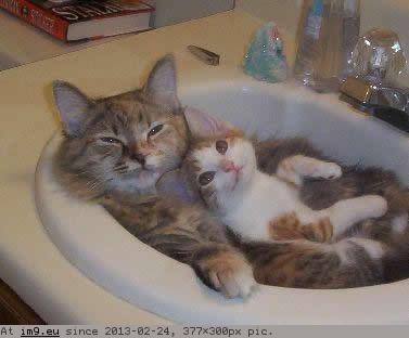 Sink Kittens (funny meme) (in Funny pics and meme mix)