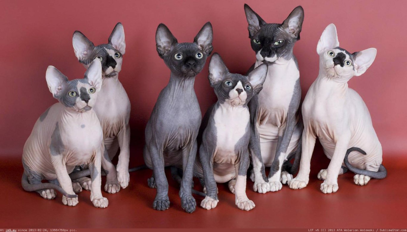 Sphynx Wallpaper 1366X768 (in Cats and Kitten Wallpapers 1366x768)