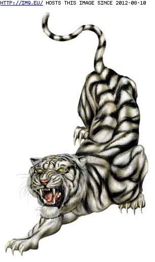 Tattoo Design: DR811 (in Tiger Tattoos)