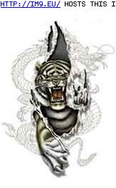 Tattoo Design: tiger-shred-dragon (in Tiger Tattoos)