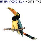 Tattoo Design: tucan (in Birds Tattoos)