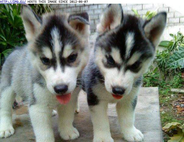 Two blue eyes siberian huskyt puppies (in Cute Puppies)