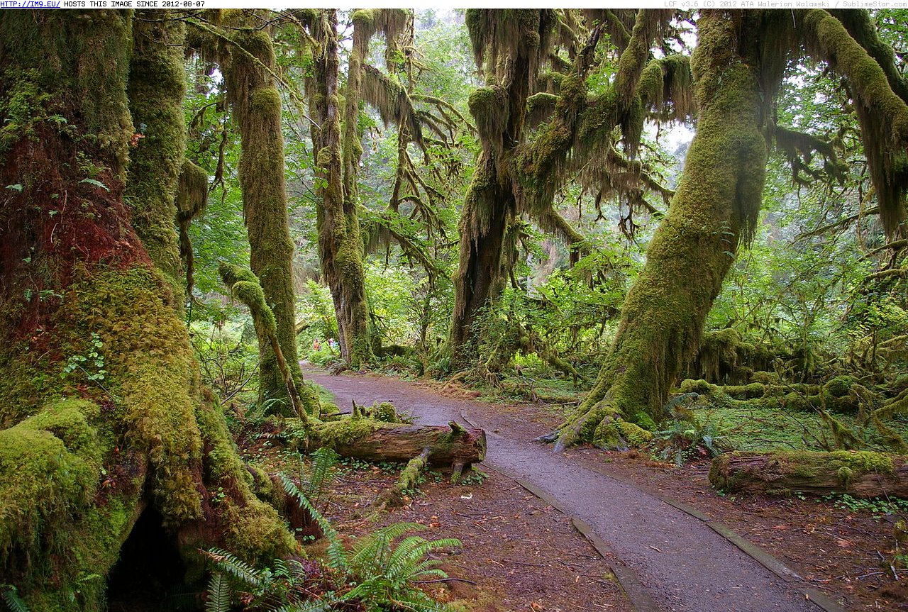 WA Hoh National Forest Trail (in Photos of Nature)